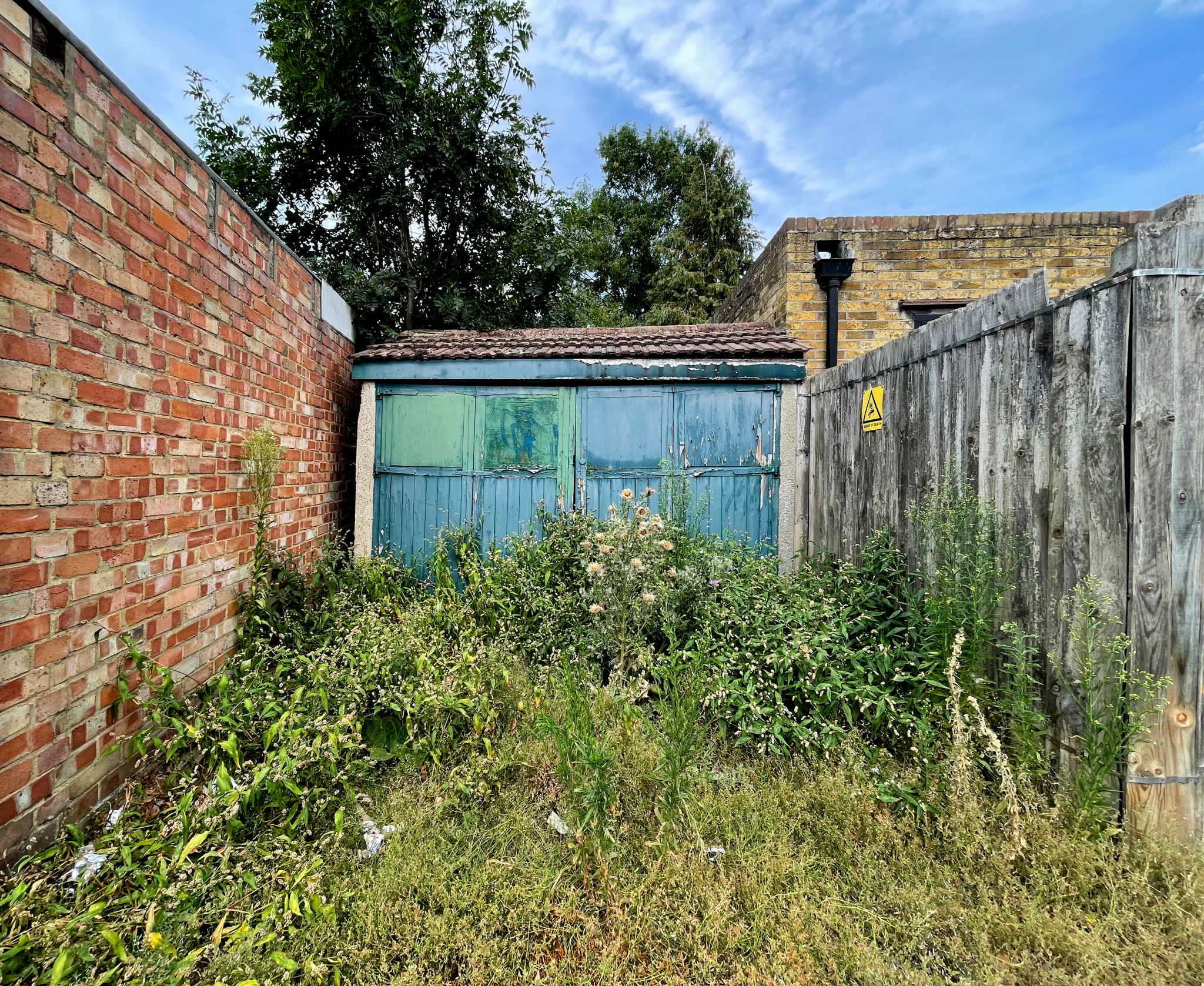overgrown backyard