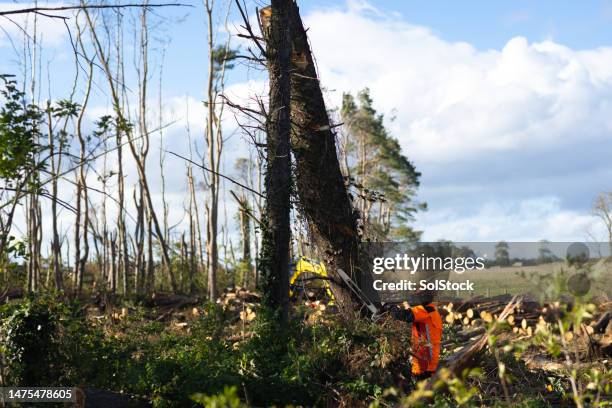 Backhoe Move Tree 104 Tree Removal Using Backhoe Stock Photos, High-Res Pictures, and ...