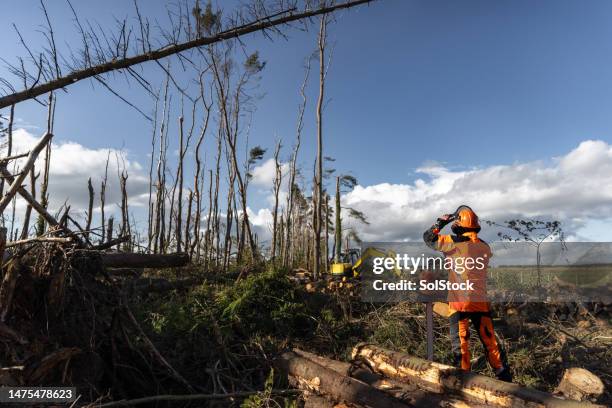 a lot of work ahead - tree surgeon stock pictures, royalty-free photos & images