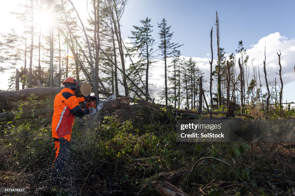 Sawing Down Trees Have Been Knocked Over