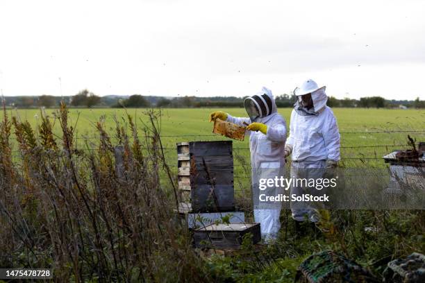 examinando el estante de abejas melíferas y miel fresca - protección-de-fauna-salvaje fotografías e imágenes de stock