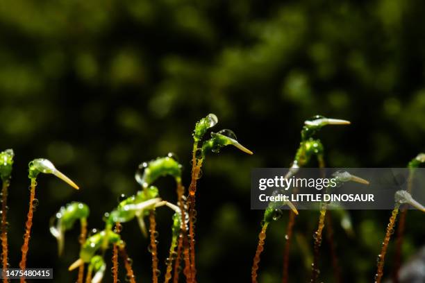 sporophyte - bryophyte stock pictures, royalty-free photos & images