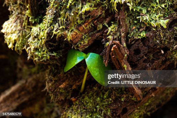 Micro Identification Tree 7,497 Micro Ecosystem Stock Photos, High-Res Pictures, and Images ...