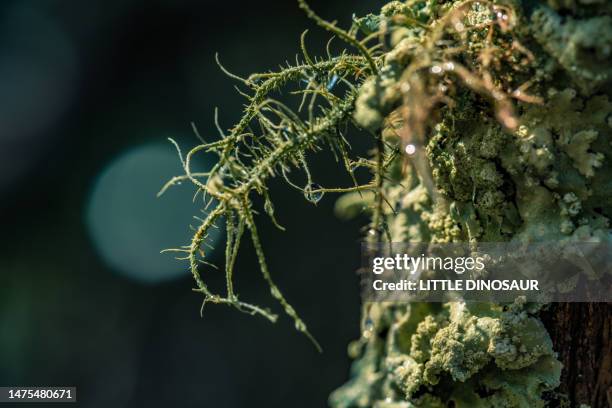 lichen (stereocaulon sorediiferum) - líquen - fotografias e filmes do acervo