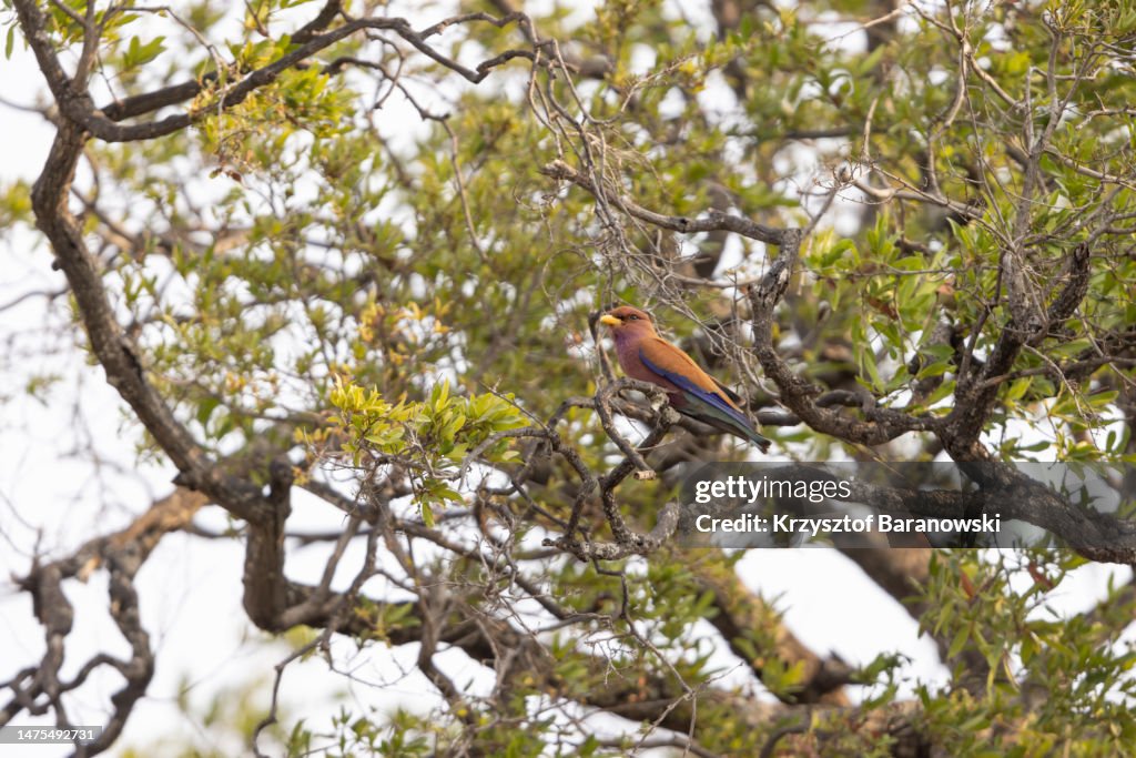 Broad-billed roller , Chobe River