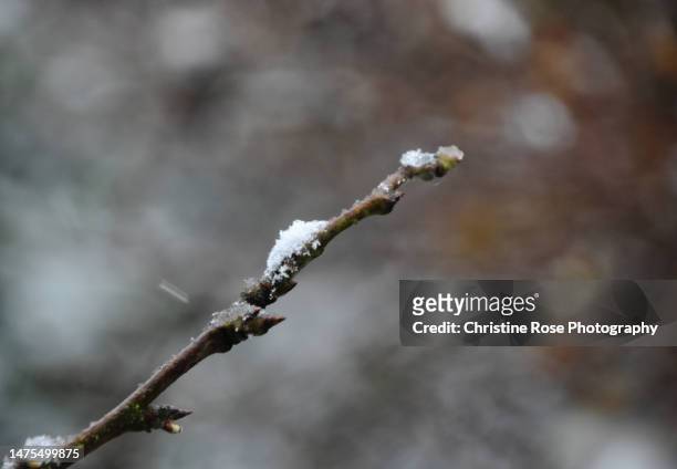 snow on a twig  (winter) - whitehaven beach stock pictures, royalty-free photos & images