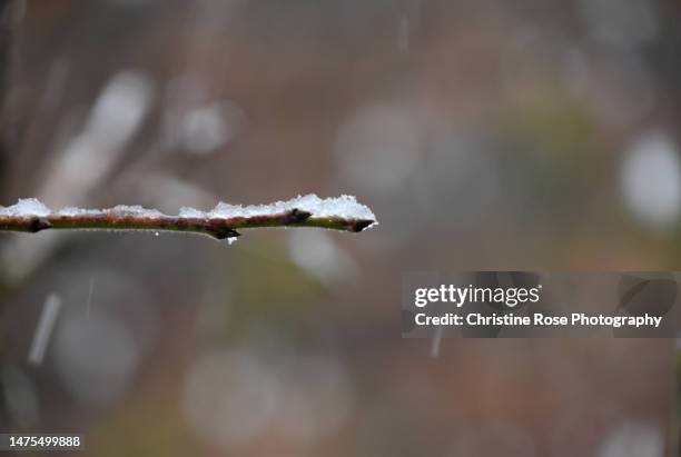 snow on a twig  (winter) - whitehaven beach stock pictures, royalty-free photos & images