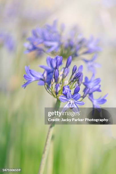 close-up image of the beautiful deep blue agapanthus summer flowers also known as the african lily - african lily stock pictures, royalty-free photos & images