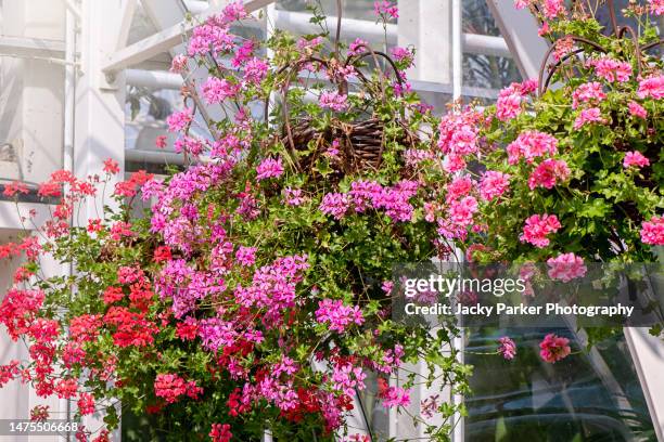 close-up image of beautiful vibrant pink and redd summer trailing (or ivy-leaved) geraniums, pelargoniums - flower basket stock pictures, royalty-free photos & images