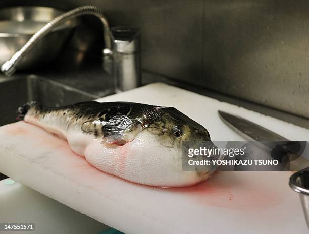 In a picture taken on June 5 a pufferfish, known as fugu in Japan, is seen on a chopping board to remove toxic internal organs at a Japanese...