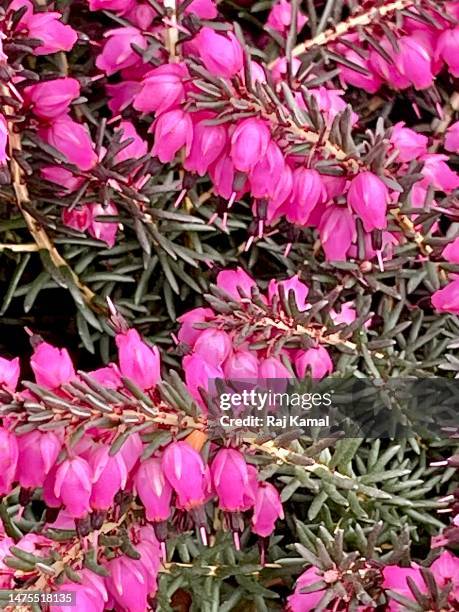 pink bell heather (erica cinerea) in bloom and in close up. - erica cinerea stock pictures, royalty-free photos & images