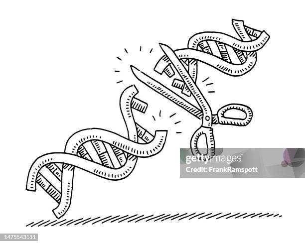 Genescience Drawing 116 Double Helix Gene Dna Drawing Stock Photos, High-Res Pictures, and ...
