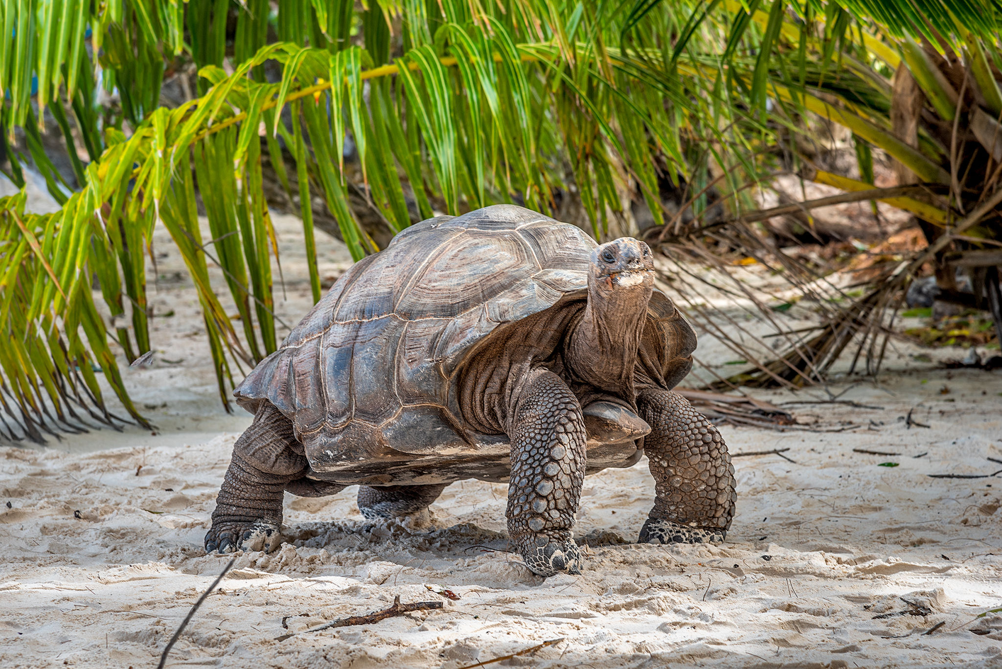 Giant turtle by a palm tree in Anse Severe in Seychelles Giant turtle by a palm tree in Anse Severe in Seychelles