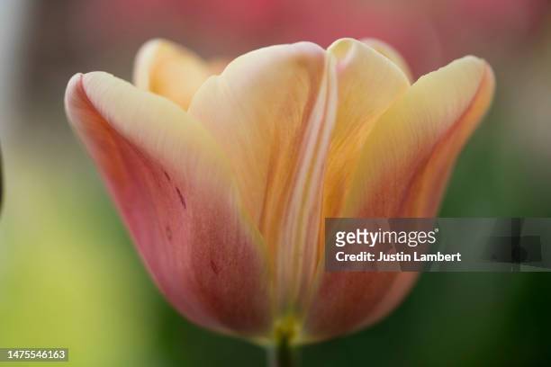 beautiful close up of tulip tapestry collection - tulipa fringed beauty stock pictures, royalty-free photos & images