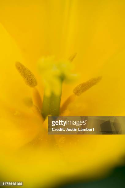 close up of yellow tulip showing a dusting of pollen - tulipa fringed beauty stock pictures, royalty-free photos & images