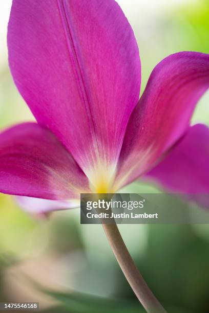 abstract portrait of the underside of tulip negrita - tulipa fringed beauty stock pictures, royalty-free photos & images