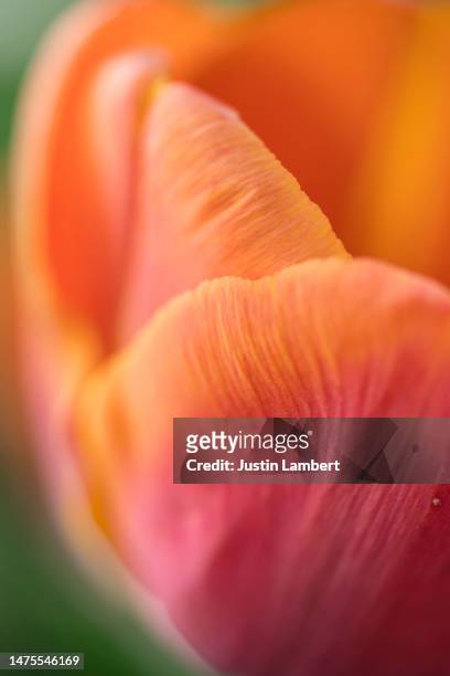 beautiful extreme close up of tulip petals of indian summer in soft light - tulipa fringed beauty stock pictures, royalty-free photos & images
