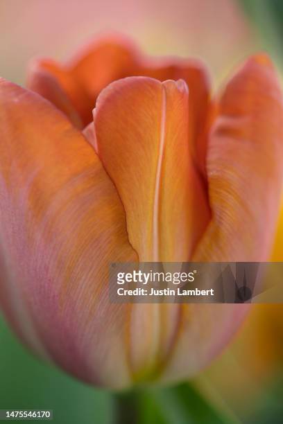 tulip jewel collection in the bright spring sunshine - tulipa fringed beauty stock pictures, royalty-free photos & images