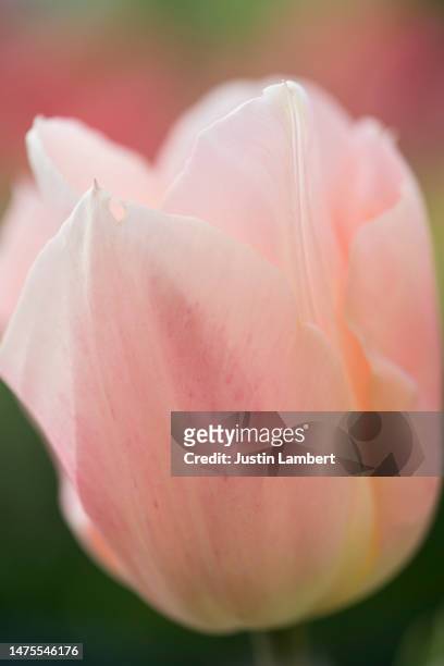 close up of delicate and soft tulip vintage silk - tulipa fringed beauty stock pictures, royalty-free photos & images