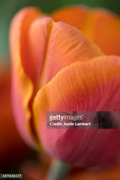 beautiful extreme close up of tulip indian summer in soft light - tulipa fringed beauty stock pictures, royalty-free photos & images