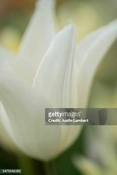 beautiful close up of a white tulip in spring - tulipa fringed beauty stock pictures, royalty-free photos & images