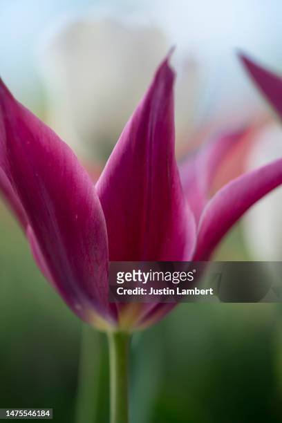 close up of purple flowered tulip maytime - tulipa fringed beauty stock pictures, royalty-free photos & images