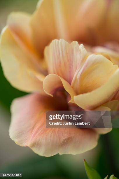 beautiful extreme close up of tulip tapestry collection - tulipa fringed beauty stock pictures, royalty-free photos & images