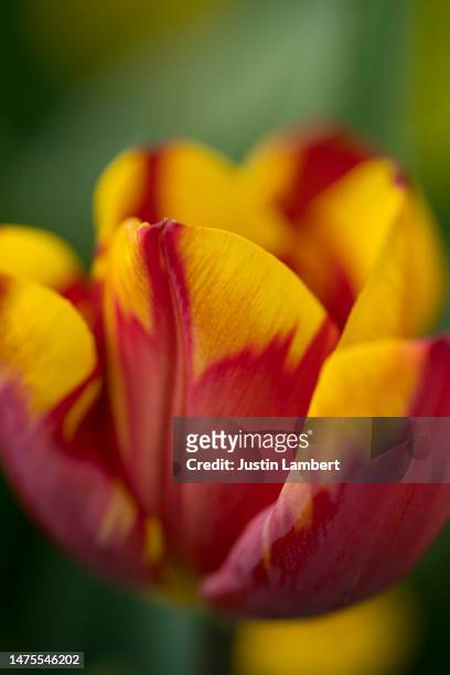 close up shot of red and yellow striped tulip helmar - tulipa fringed beauty stock pictures, royalty-free photos & images