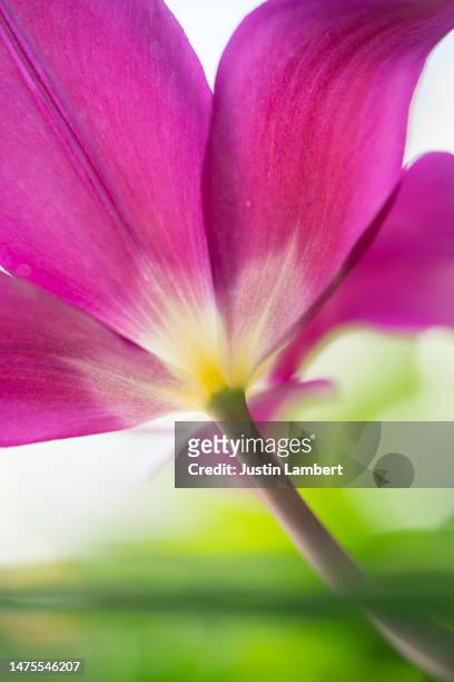 abstract portrait of the underside of tulip negrita with sunlight glowing through the petals - tulipa fringed beauty stock pictures, royalty-free photos & images