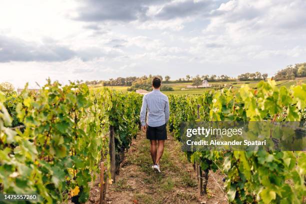 rear view of a man walking among vineyards, bordeaux, france - bordeauxvin bildbanksfoton och bilder