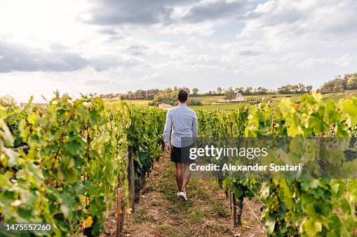 Rear view of a man walking among vineyards, Bordeaux, France Rear view of a man walking among vineyards, Bordeaux, France
