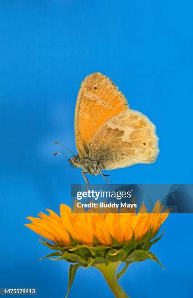 ochre ringlet butterfly - ochre ringlet stock-fotos und bilder