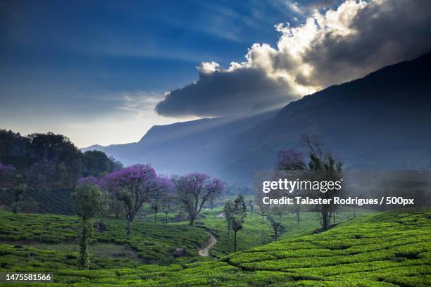 scenic view of agricultural field against sky,munnar,kerala,india - munnar photos et images de collection