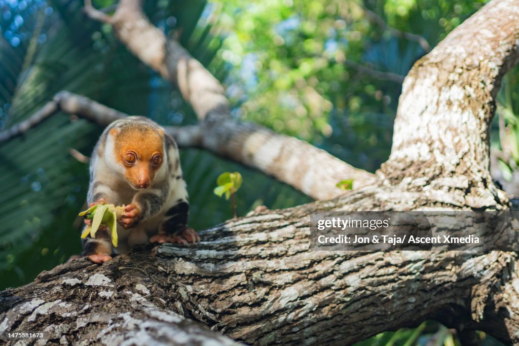 Spotted Cuscus eats fresh fruit in tree