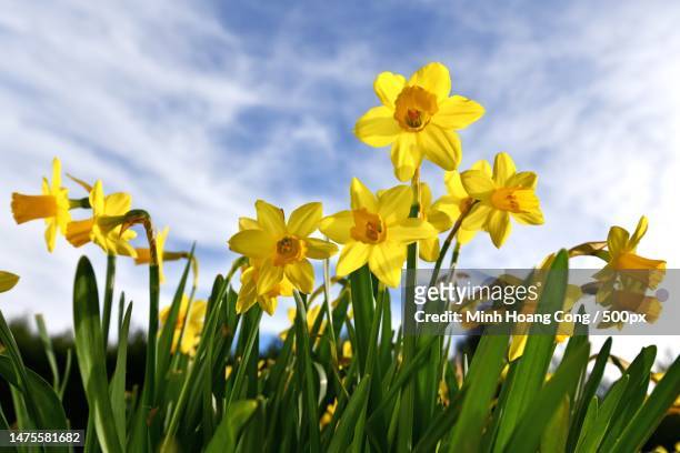 close-up of yellow daffodil flowers on field against sky,france - narciso família do lírio - fotografias e filmes do acervo