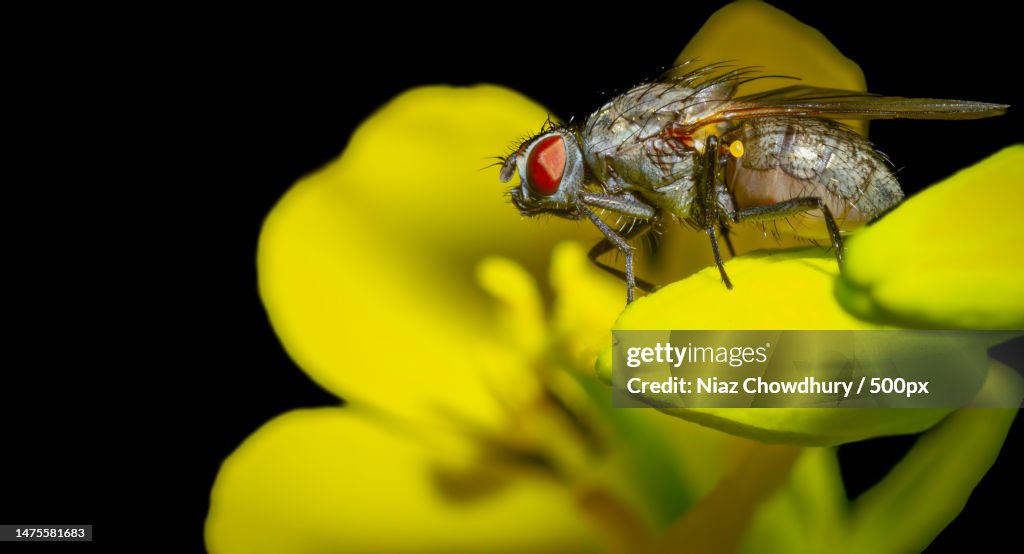 Fly perching atop a flower bud,London,United Kingdom,UK