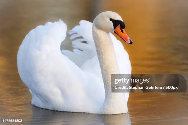 close-up of mute swan swimming on lake,karlsruhe,germany - mute swan stock pictures, royalty-free photos & images