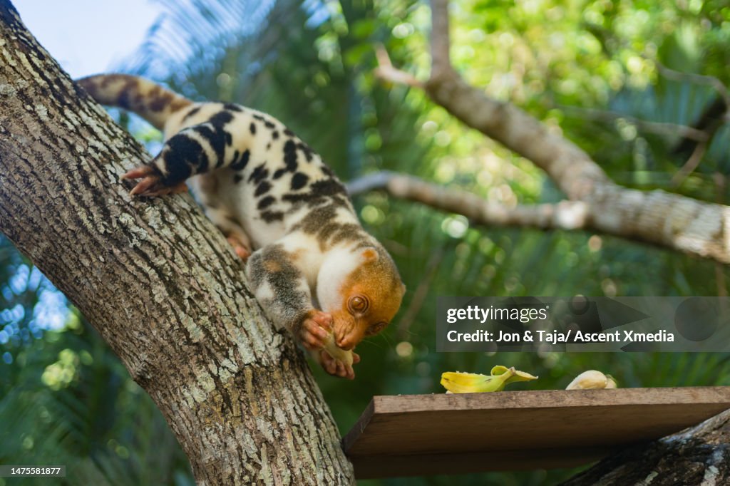 Spotted Cuscus eats fresh fruit in tree