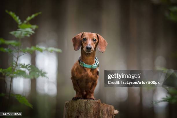 portrait of dog standing on wooden post,poland - teckel stockfoto's en -beelden