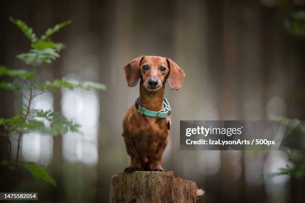 portrait of dog standing on wooden post,poland - dachshund stock pictures, royalty-free photos & images