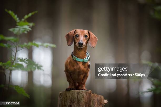 portrait of dog standing on wooden post,poland - tax bildbanksfoton och bilder