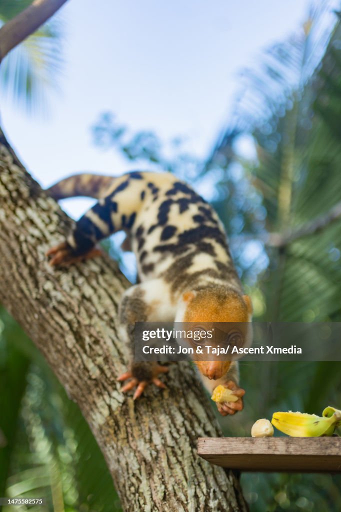 Spotted Cuscus eats fresh fruit in tree