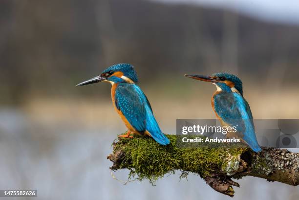 pair of common kingfisher (alcedo atthis) - kingfisher river stock pictures, royalty-free photos & images