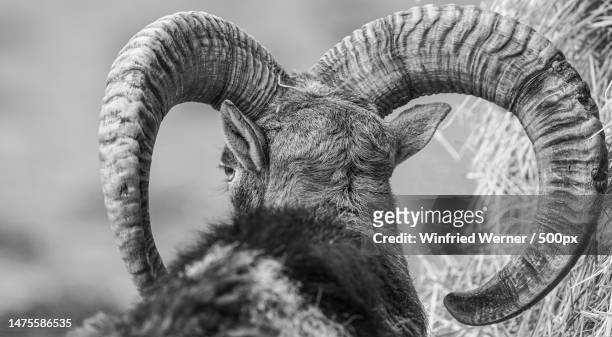 low angle view of goat standing on field,kiel,germany - ram animal stock pictures, royalty-free photos & images