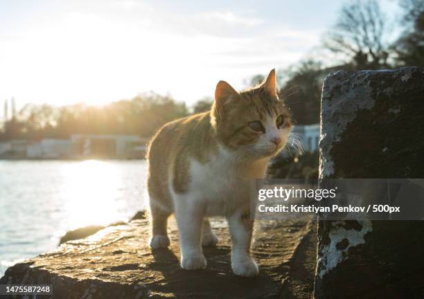 portrait of cat standing on rock by lake against sky,varna,bulgaria - varna bulgaria stock pictures, royalty-free photos & images