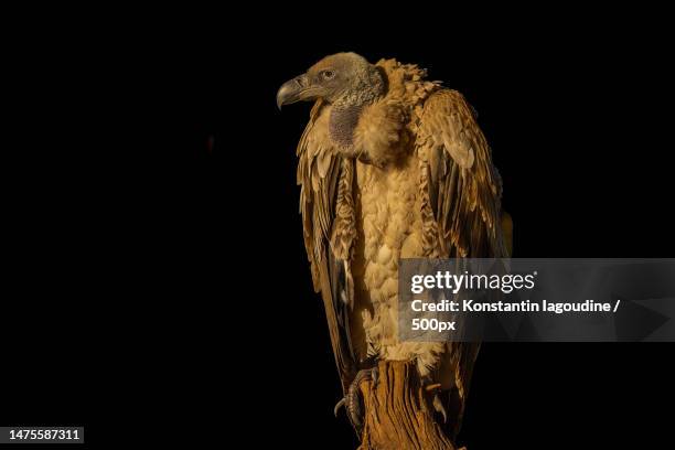 close-up of owl perching against black background,united states,usa - scavenging stock-fotos und bilder