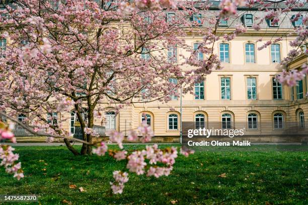 blooming cherry sakura trees pink and white. cherry blossoms. hannover city views during spring time. parliament building and blooming tree - hanover germany stockfoto's en -beelden