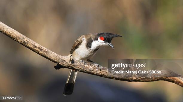 close-up of tropical bird perching on branch,pune,maharashtra,india - bulbuls stock pictures, royalty-free photos & images