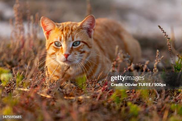 chat roux adulte laffut dans une prairie,france - chat roux stock-fotos und bilder