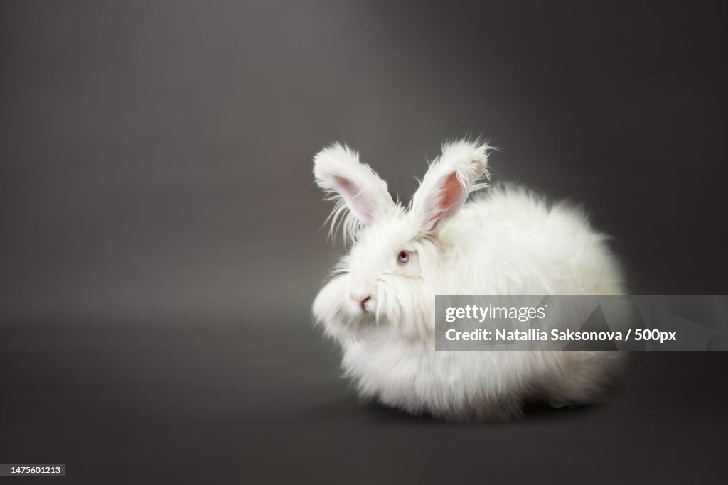Fluffy white rabbit of the Angora breed,On a gray background
